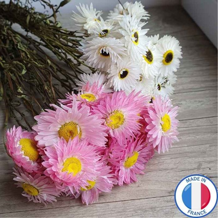 Acroclinium séché pierrot botte 20g fleurs françaises démarche bio