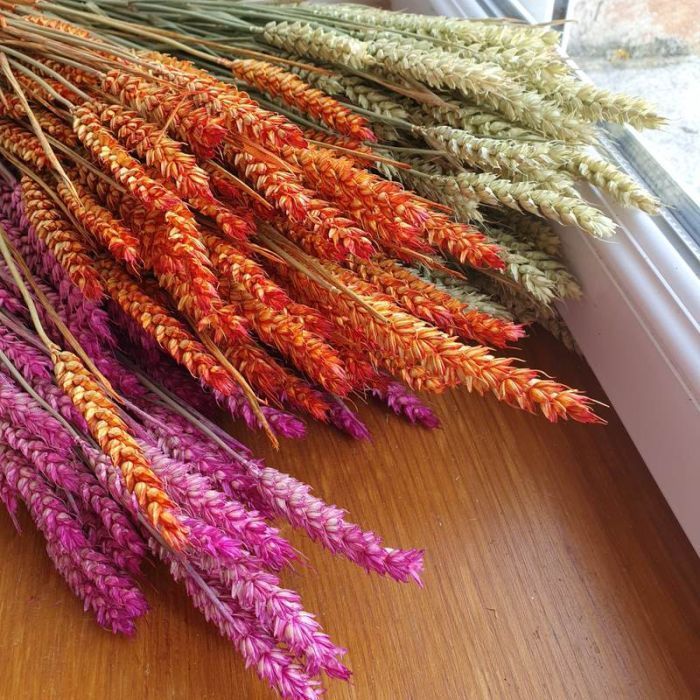 Botte d'épis de blé pour bouquets de fleurs séchées.