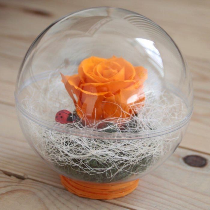 Bulle en plexiglass avec rose stabilisée en couleur
