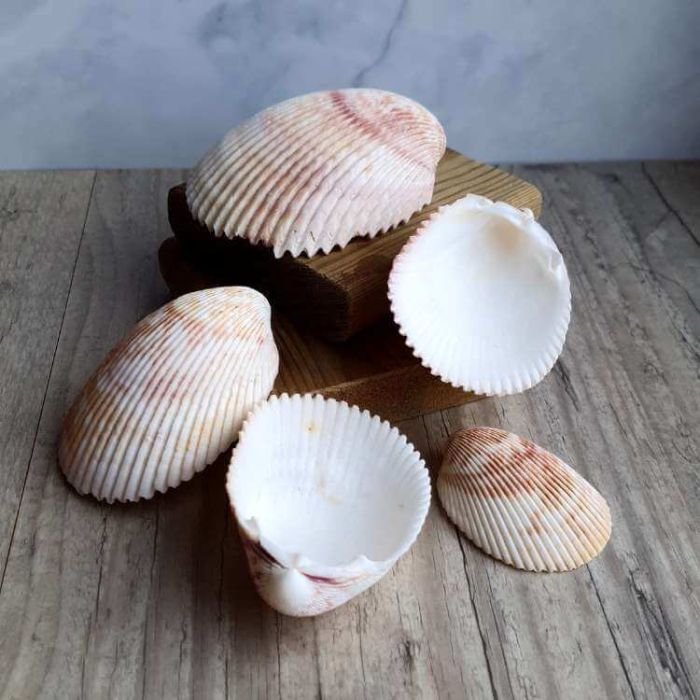 Coquillage coque blanc naturel pour décoration