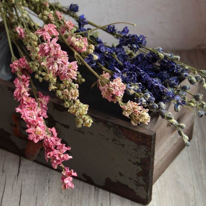 Delphinium séché trois couleurs crème rose bleu pied d'alouette botte fleurs séchées