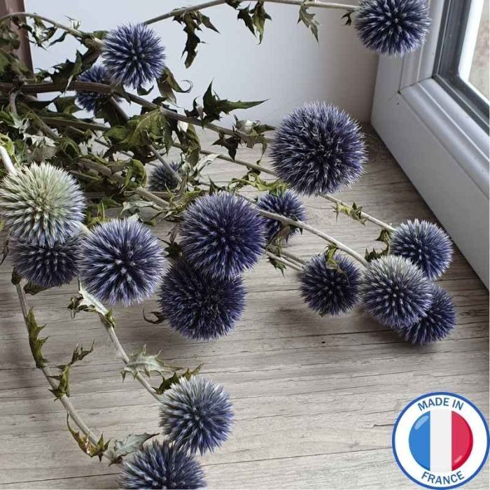 Echinops bleu ou chardon boule bleu