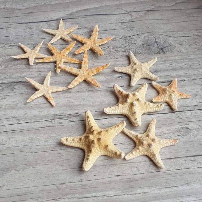 Mini étoiles de mer naturelles séchées classique et rhinocéros pour décoration
