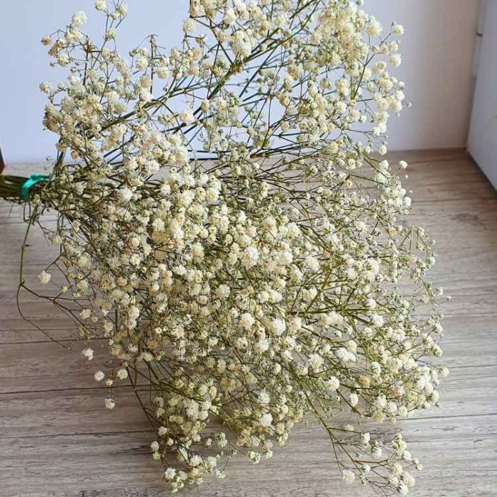 Gypsophile séché blanc crème déployé, nuage de petites fleurs en pompons