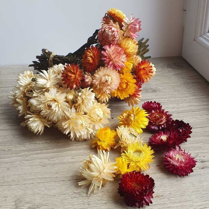 Têtes d'hélichrysum séchées – immortelles à bractées colorées