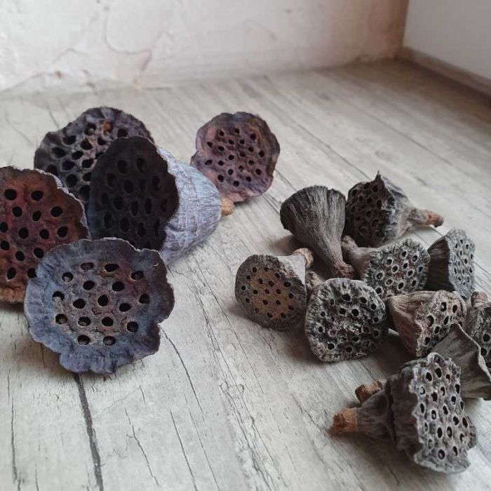 Têtes de lotus séchées pour déco zen et art floral
