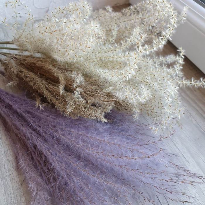 Tiges de miscanthus séchées pour bouquets de fleurs d'envergure.