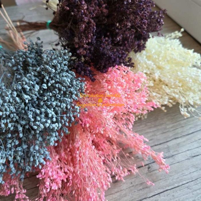 Broom bloom séché coloré petite botte fleurs séchées vue générale