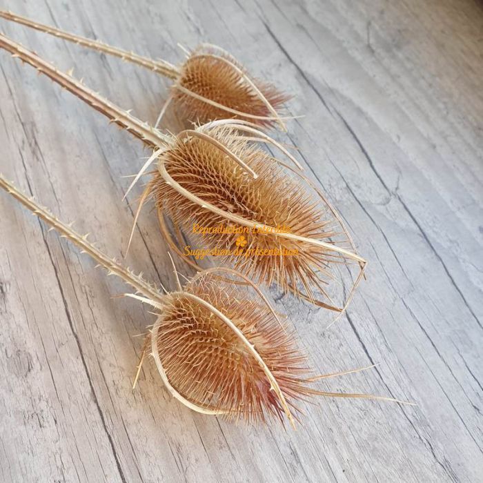 Chardon décoratif séché naturel tête ronde lot de 3 branches fleurs séchées