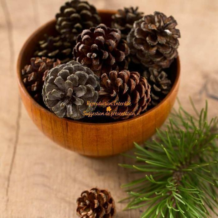 Pommes de pin