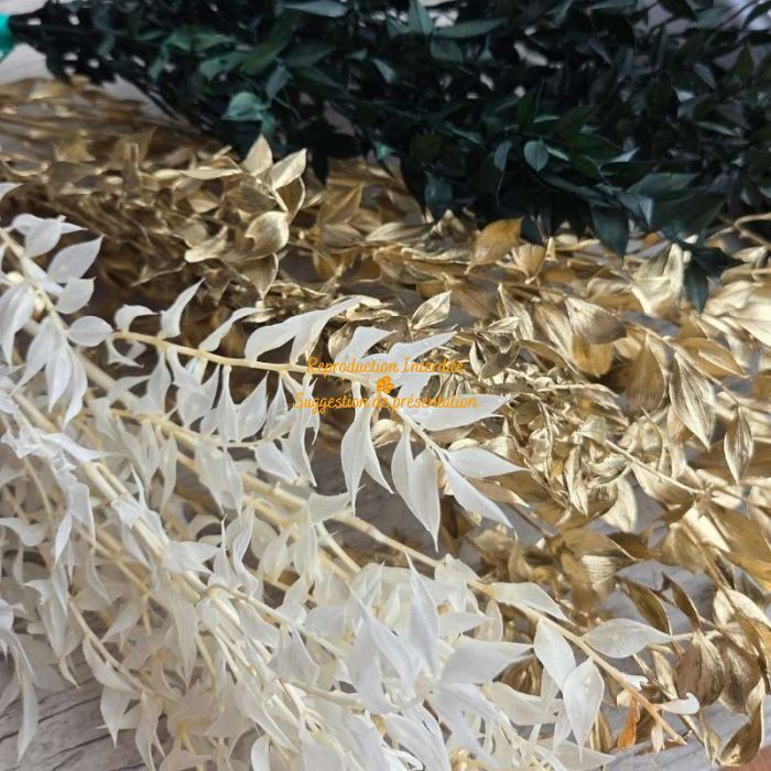 Branche de Ruscus stabilisé vert, feuillage souple et ramifié pour art floral
