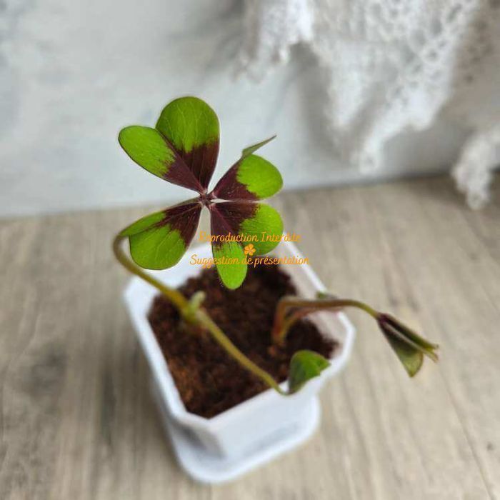 Trèfle à quatre feuilles