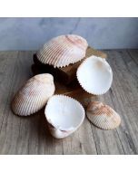 Coquillage coque blanc naturel pour décoration