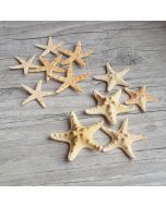Etoiles de mer naturelles