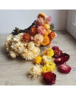 Têtes d'hélichrysum séchées – immortelles à bractées colorées