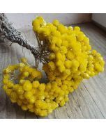 Bouquet de fleurs séchées d'immortelles jaune.