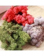 Mousse végétales ou lichen de florêt