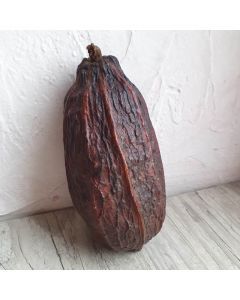 Cabosse de cacao séchée posée debout contre un mur blanc