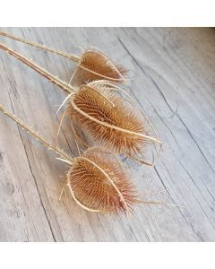 Chardon décoratif séché naturel tête ronde lot de 3 branches fleurs séchées