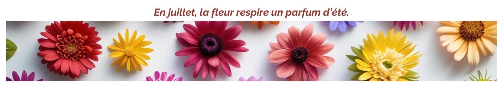 Le jardin de Sophie : En juillet, la fleur respire un parfum d’été.