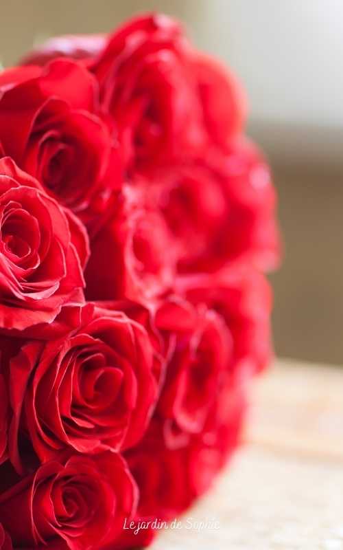 roses rouge