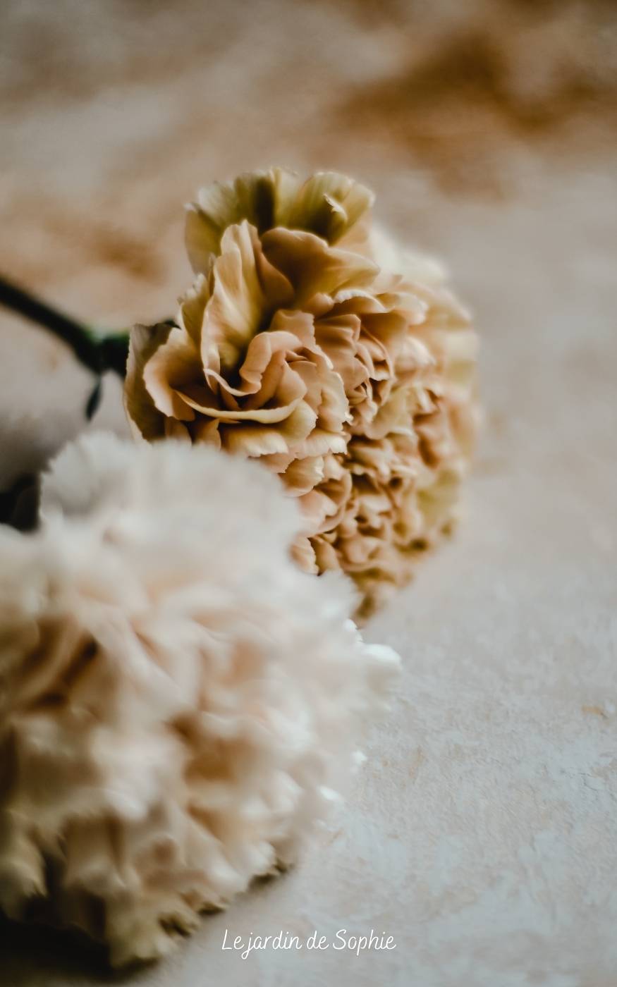 langage des fleurs oeillet