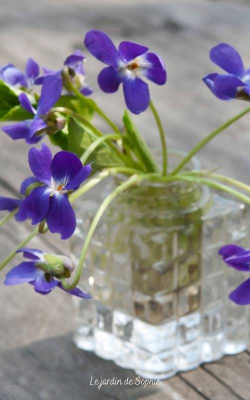 Bouquet de violettes