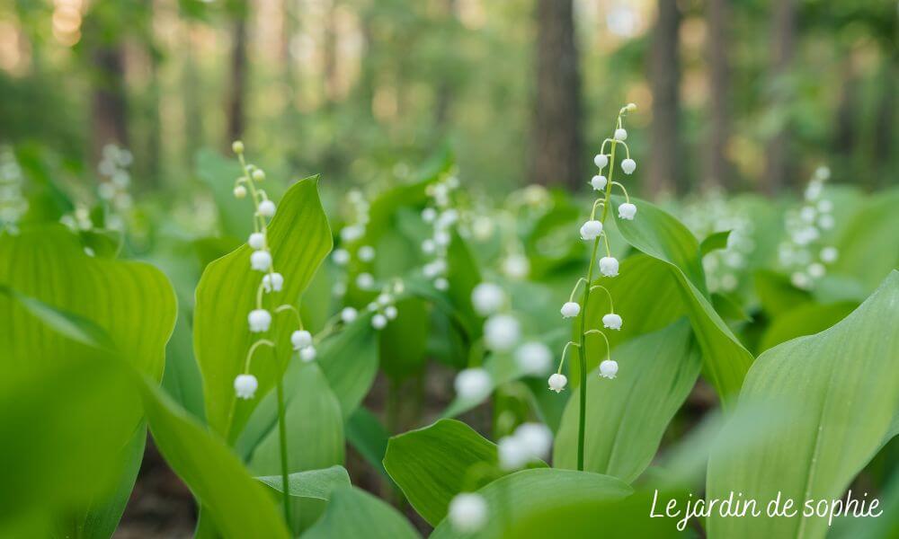 Muguet sous bois