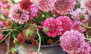 Prairies fleuries tendance