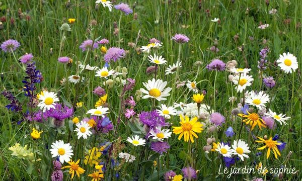 photo de prairie fleurie