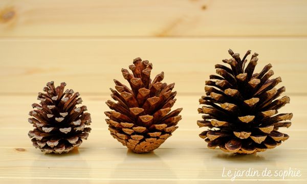 Comparaison de pommes de pin fermées de différentes tailles pour choisir la forme de fleur