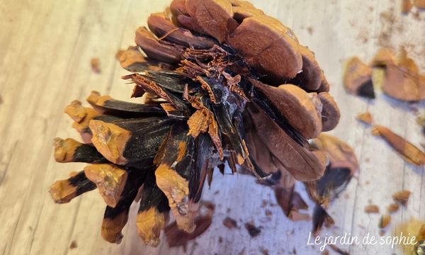 Pomme de pin coupée en deux montrant le cœur retiré avant transformation en fleur